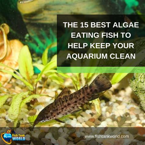 Algae Eaters: 15 Fish & Invertebrates to Help Keep Your Aquarium Clean.
